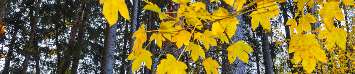 Kopfbild Herbstwald